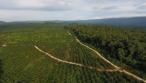 Drone image of northern oil palm frontier, Pomio District, East New Britain Province, PNG