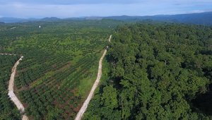 oil palm frontier