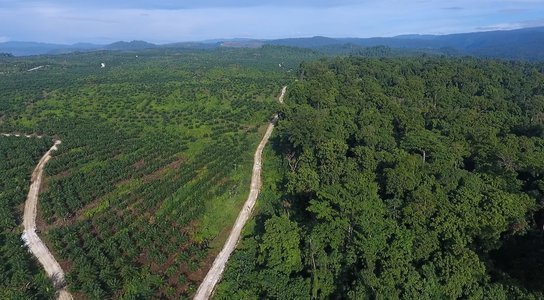 oil palm frontier
