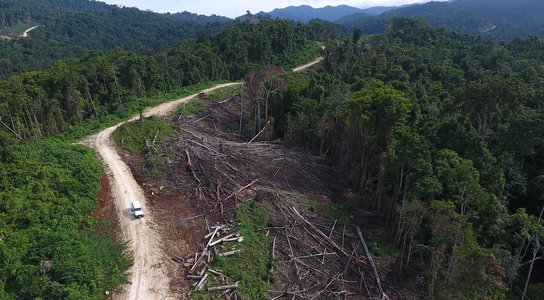 Logging road, FCA 15-03, Open Bay area, East New Britain, PNG; drone still