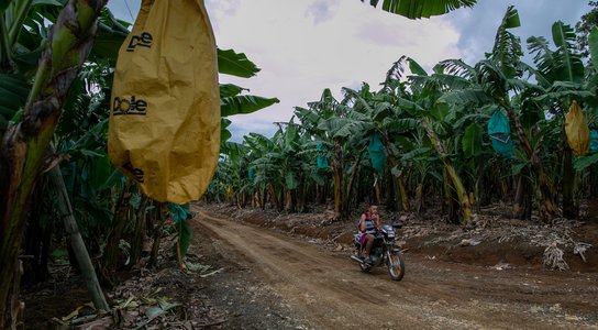 Dole banana plantation