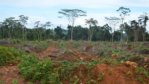 Maxland (PNG) Limited 'rubber plantation', Manus Island, PNG