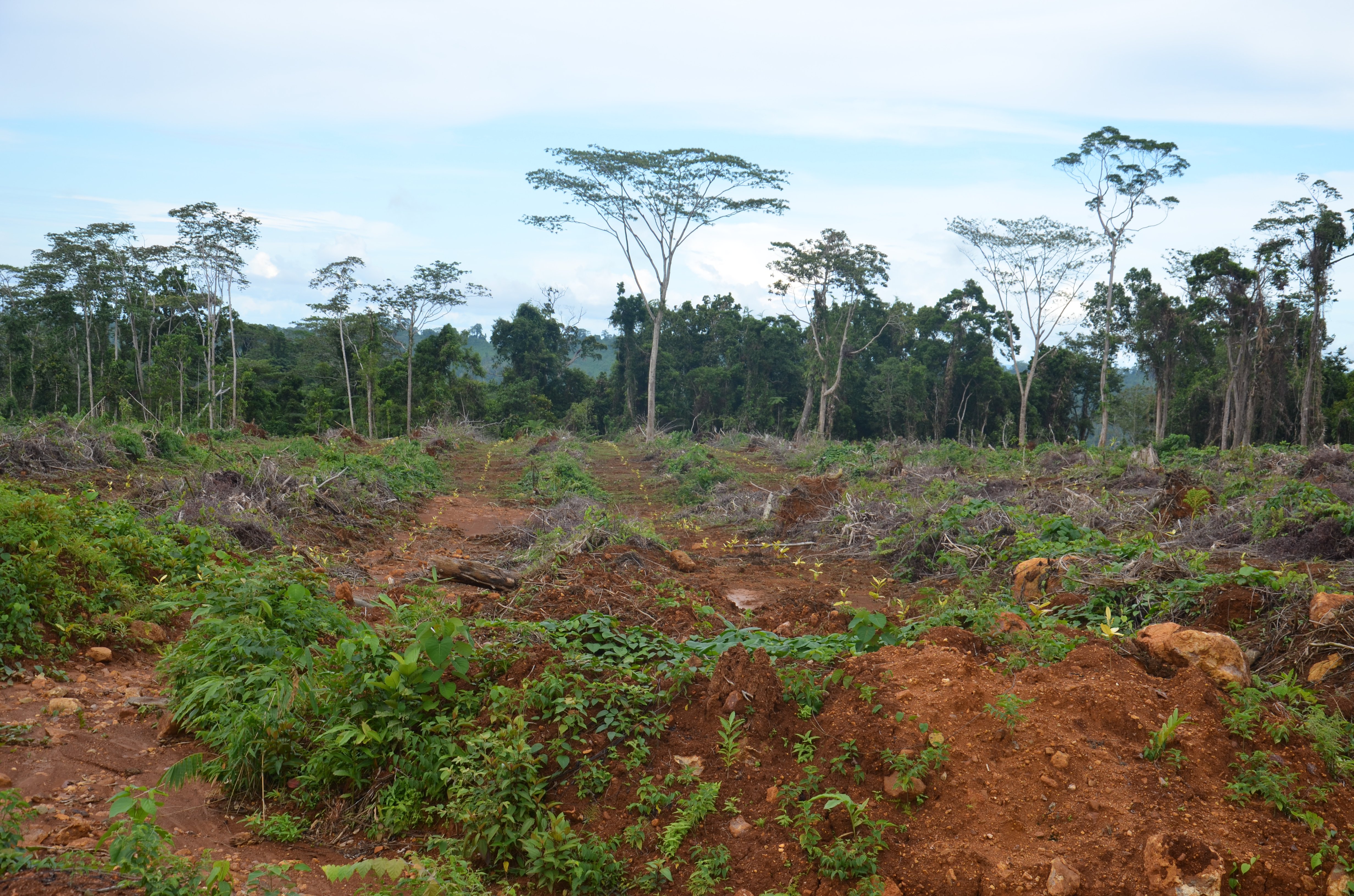 Bending The Truth Proposed Rubber Plantation In Papua New Guinea Yields Questionable Returns Global Witness