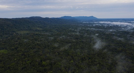 Rainforest covers most of the Brazilian state of Acre