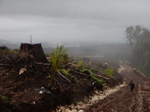 RS7729_Tropical_Rainforest_Papua New Guinea