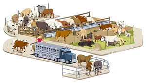Beef isometric illustration cattle ranchers and traders