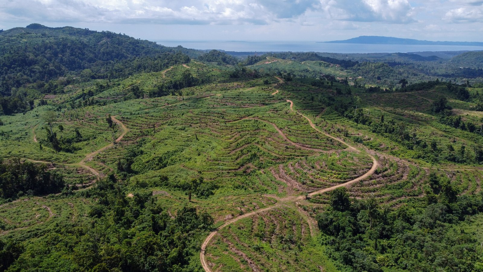 Papua New Guinea deforestation for palm oil