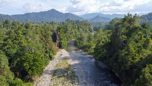 Natural rainforest in the Bainings region of East New Britain, Papua New Guinea.