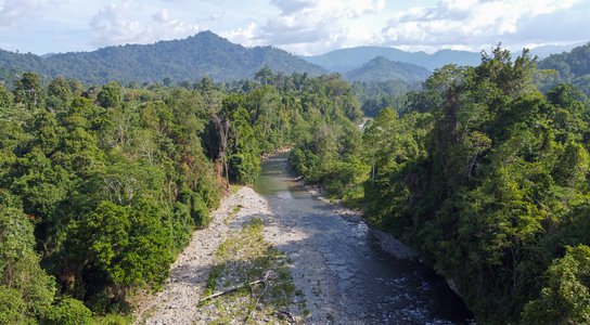 Natural rainforest in the Bainings region of East New Britain, Papua New Guinea.