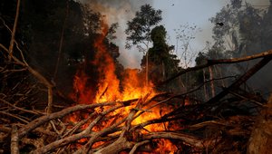 Forest burning - Reuters