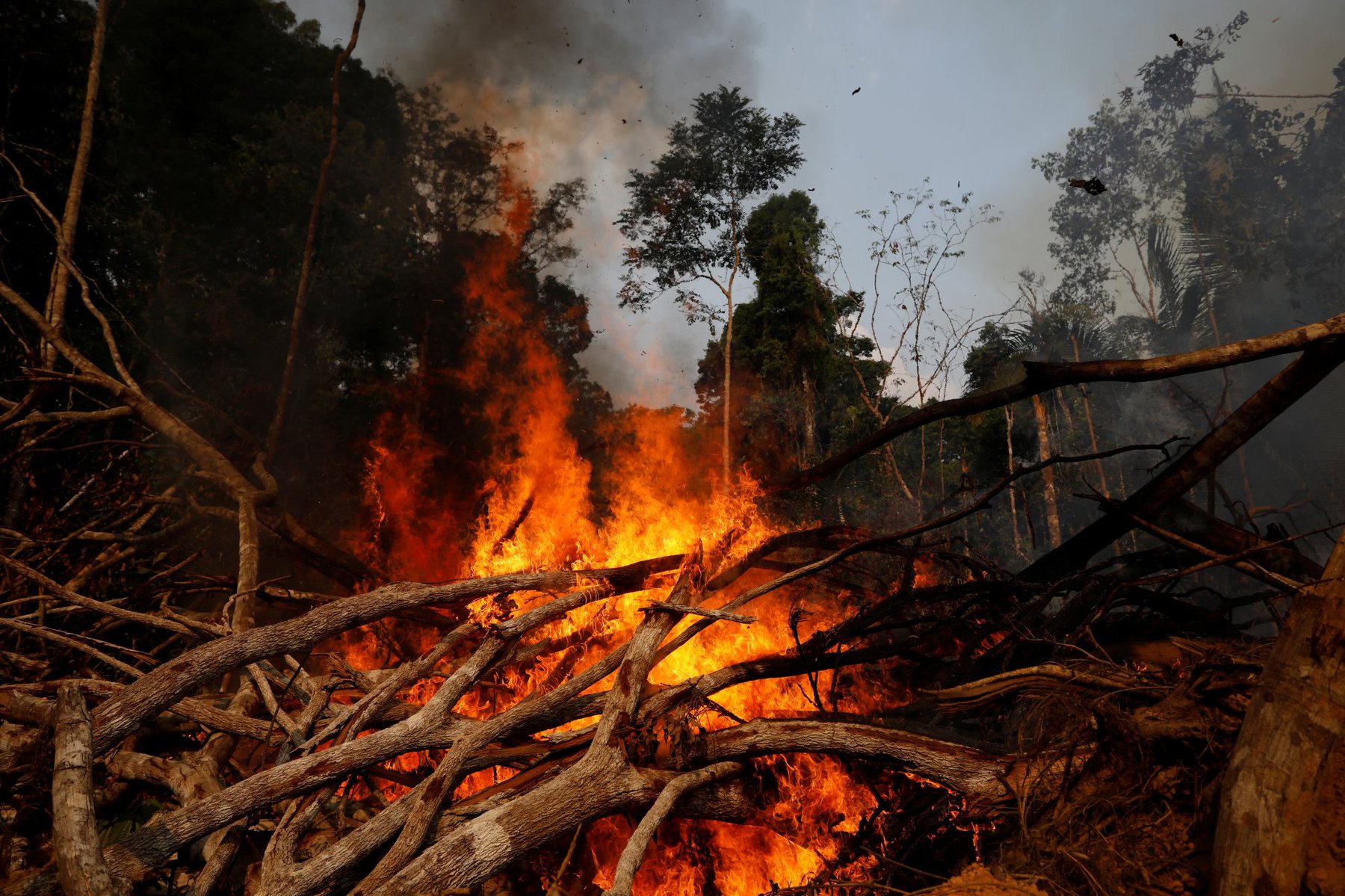 Burning forest