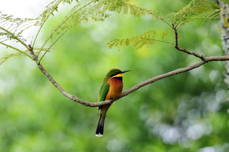 Uganda bird 