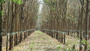 Rubber plantation, Dak Lak, Vietnam