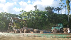 Logs on the Peruvian Amazon