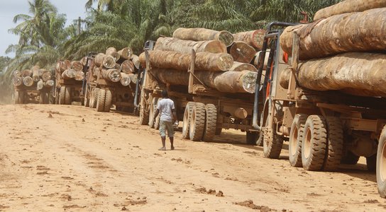 Liberia logging