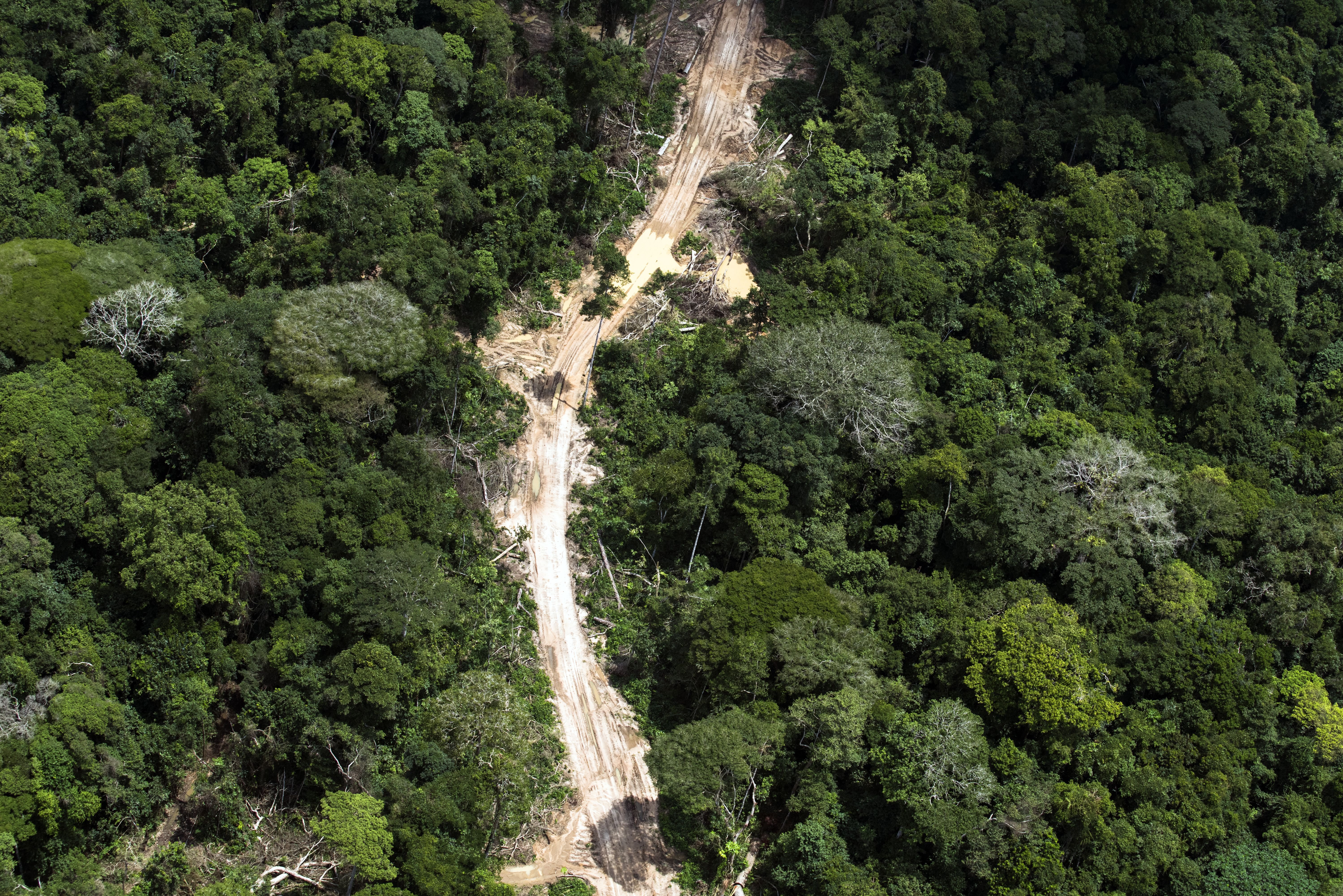 Тропические леса Конго