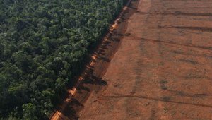 deforestation amazon