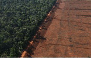 deforestation amazon