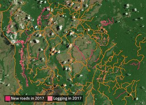 PNG logging roads map 2