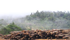 Logs in Sarawak, Malaysia
