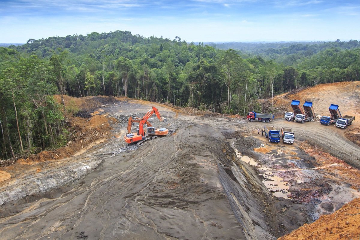 Tropical rain forest in Borneo being destroyed to make way for oil palm plantation