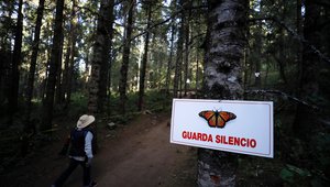 El Rosario Monarch butterfly sanctuary near Ocampo, Mexico